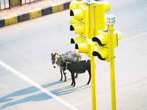 Road Sense