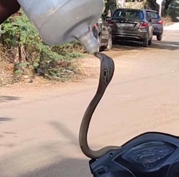 హోండా యాక్టివాలో చేరిన కోబ్రా, చివరికి ఏమైందంటే.. ?