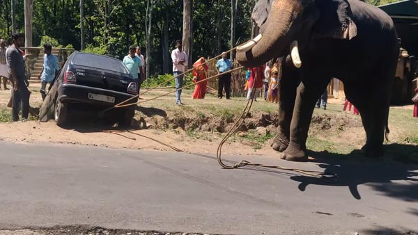 గుంటలో పడిన కారును బయటకు తీసిన ఏనుగు