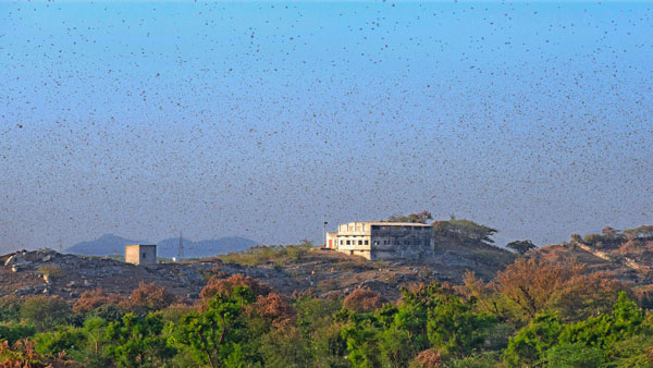విమానయాన సంస్థకు సమస్యగా మారిన మిడతలు