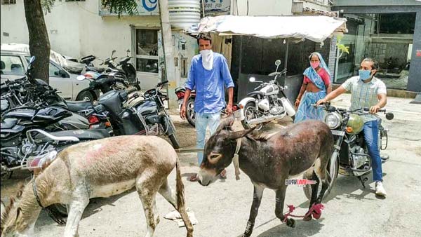 గాడిదలను డీలర్షిప్కు తీసుకువచ్చిన జావా బైక్ ఓనర్, ఎందుకో తెలుసా ?