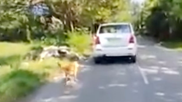 కుక్క వల్ల అరెస్ట్ అయిన కార్ డ్రైవర్.. ఎందుకు, ఎలాగో మీరే చూడండి ?