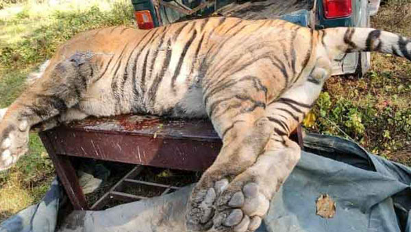 పులి మరణానికి కారణమైన కారు.. అసలేం జరిగిందంటే ?