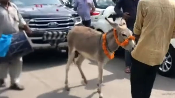 సర్వీస్ విషయంలో చిర్రెత్తిన ఓనర్.. కారును గాడిదకు కట్టి డీలర్షిప్కు..